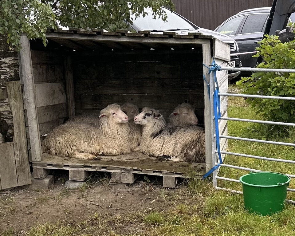 En kunne se på forskjellige dyr på gården. Sauer ligger under et tre