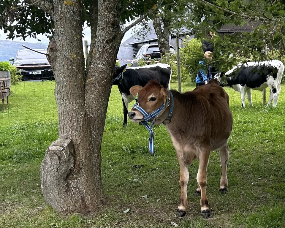 Man kunne og hilse på kalvene. En brun kalv