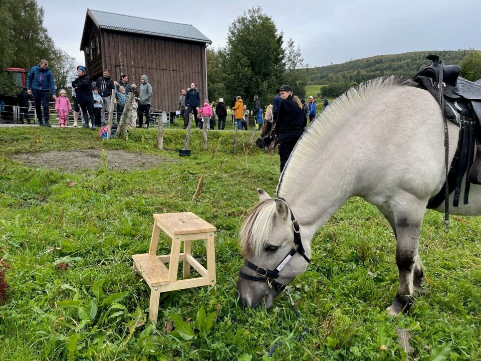Stor suksess med Åpen gård En fjording med sal og bissel som eter gras. Mange folk i bakgrunnen, barn og voksne,