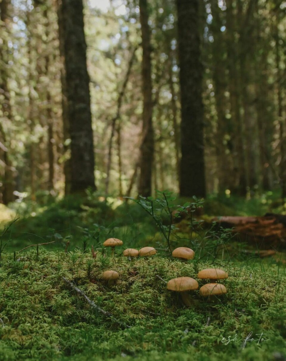 Fin tur i skogen🍃🍄🟫 Sopp på skogbunnen