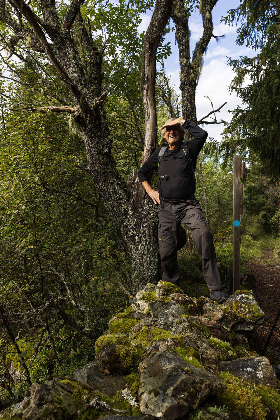 Start på turen gjennom frodig gammalskog. En mann som står oppå et gammelt steingjerde og ser seg rundt.