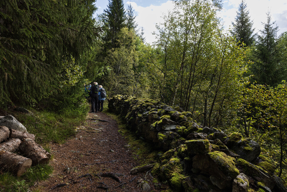 Solid gammal steinutgard. Turgåere som går langs et gammelt steingjerde,