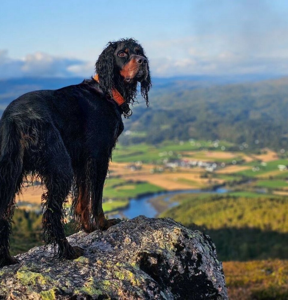 Lillebror på kveldens tur til Syltnebba 😊 Engelsk setter på en fjellknaus med utsikt over bygda.