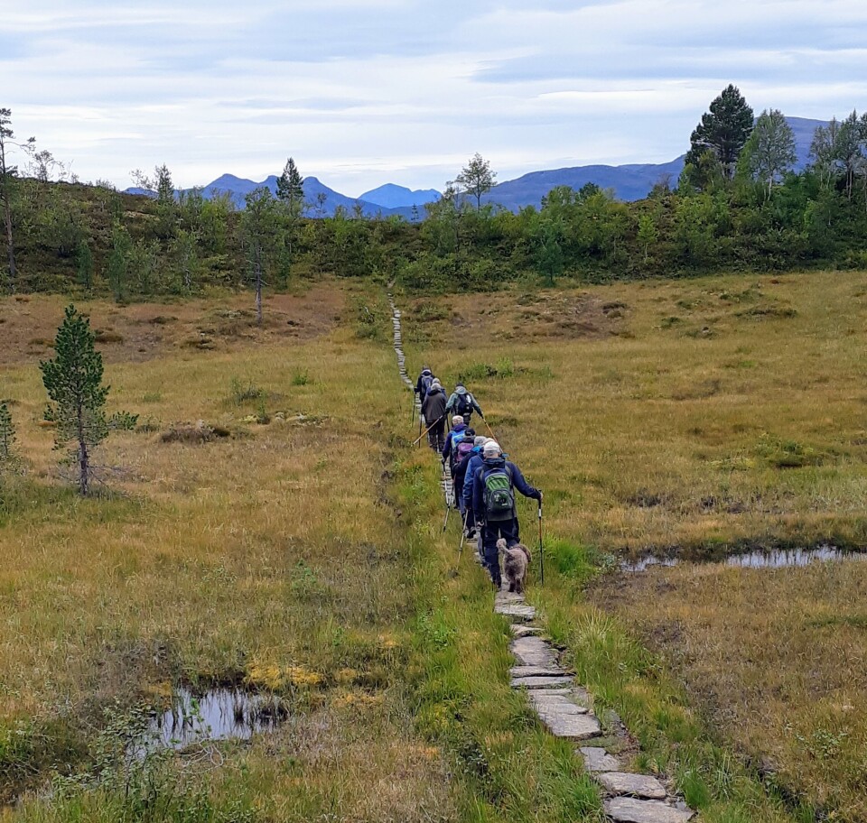 Stavgang til Sjøasetervatnet Ei gruppe turgåere på rekke og rad på en steinlagt sti over ei myr.