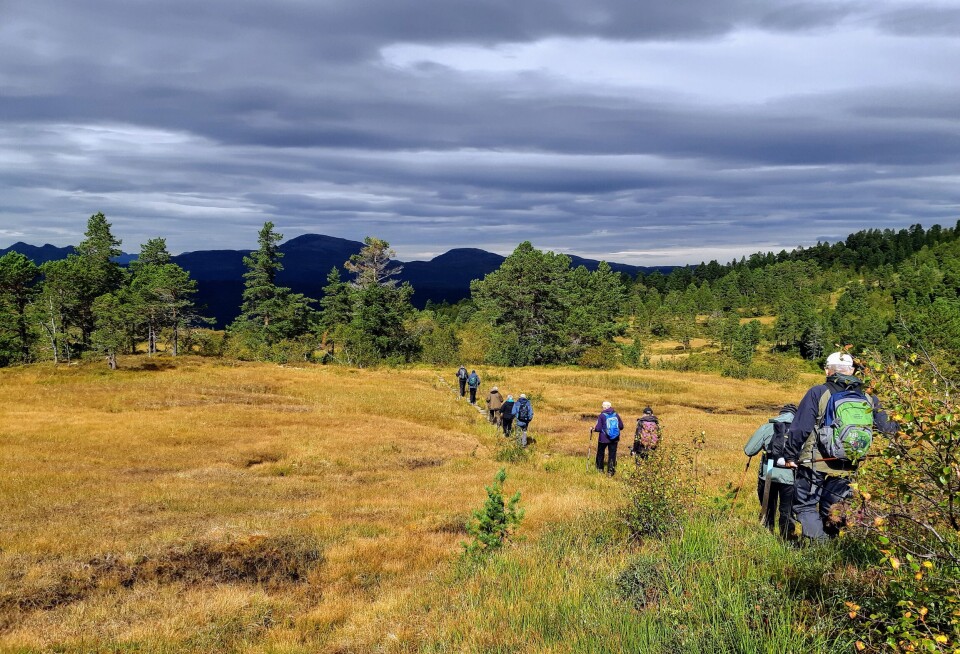 Stavgang til Sjøasetervatnet Ei gruppe turgåere på rekke og rad på en steinlagt sti over ei myr.