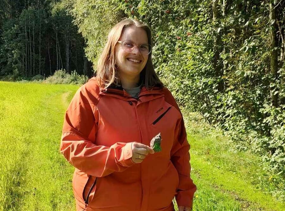 Gunnhild Meisingset fant et grønt øremerke fra sau, og ringte telefonnummret som sto på merket. Ei dame som står og holder et saueøre foran seg.