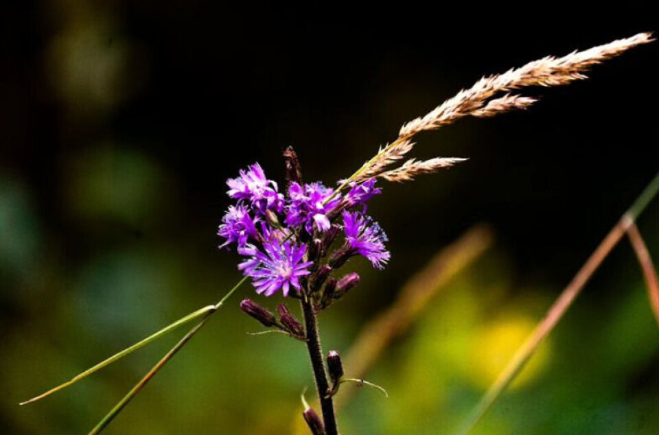 En turt-blomst og et strå En lilla blomst