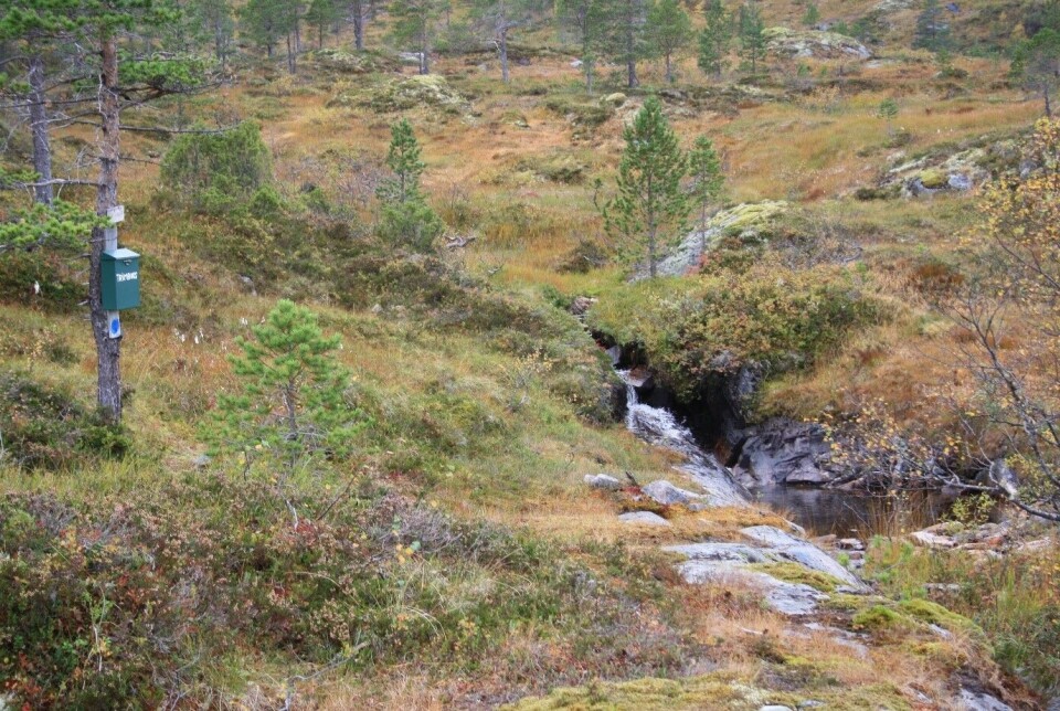 «Friluftslivets uke» i Surnadal Bilde av skogterreng med bekk og trimboks