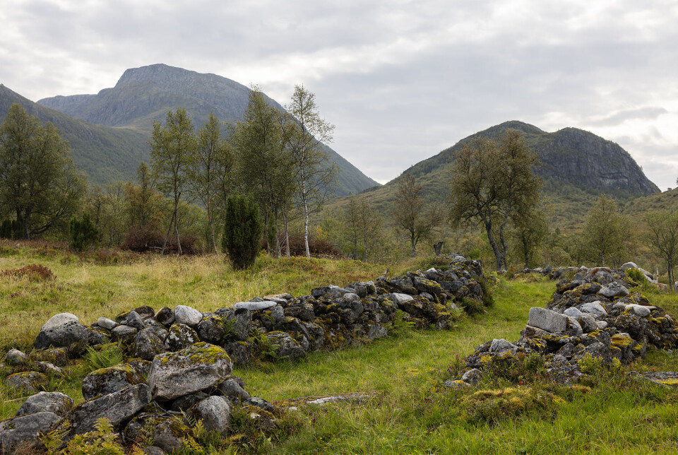 Kuråk ved Valsetsetra. To parallelle steingjerder i et fjellandskap.