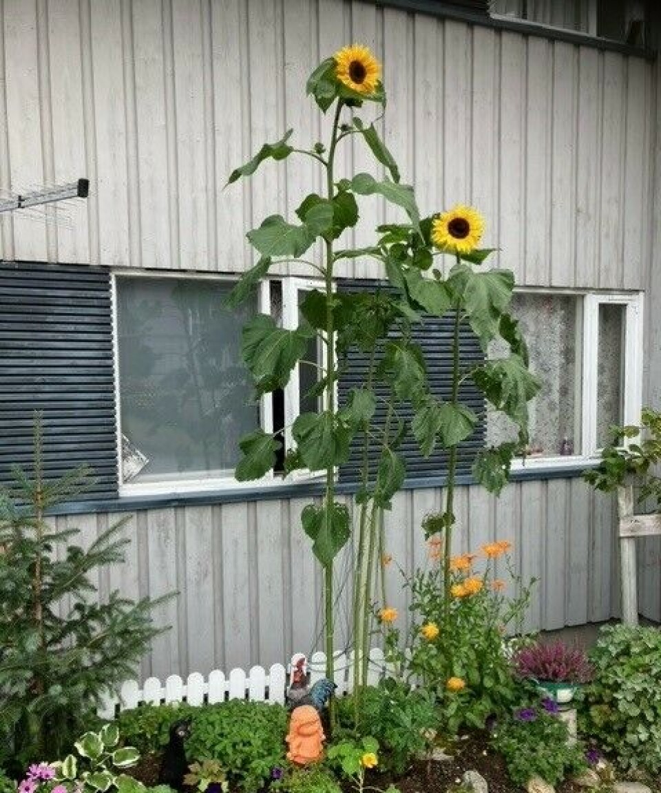 Else Marie Berset si solsikke, som står utenfor Bårdshaugvegen 20C, er nok mer enn 2,5 meter høy. Er det noen som har større? To høye solsikker i et blomsterbed utenfor en husvegg.