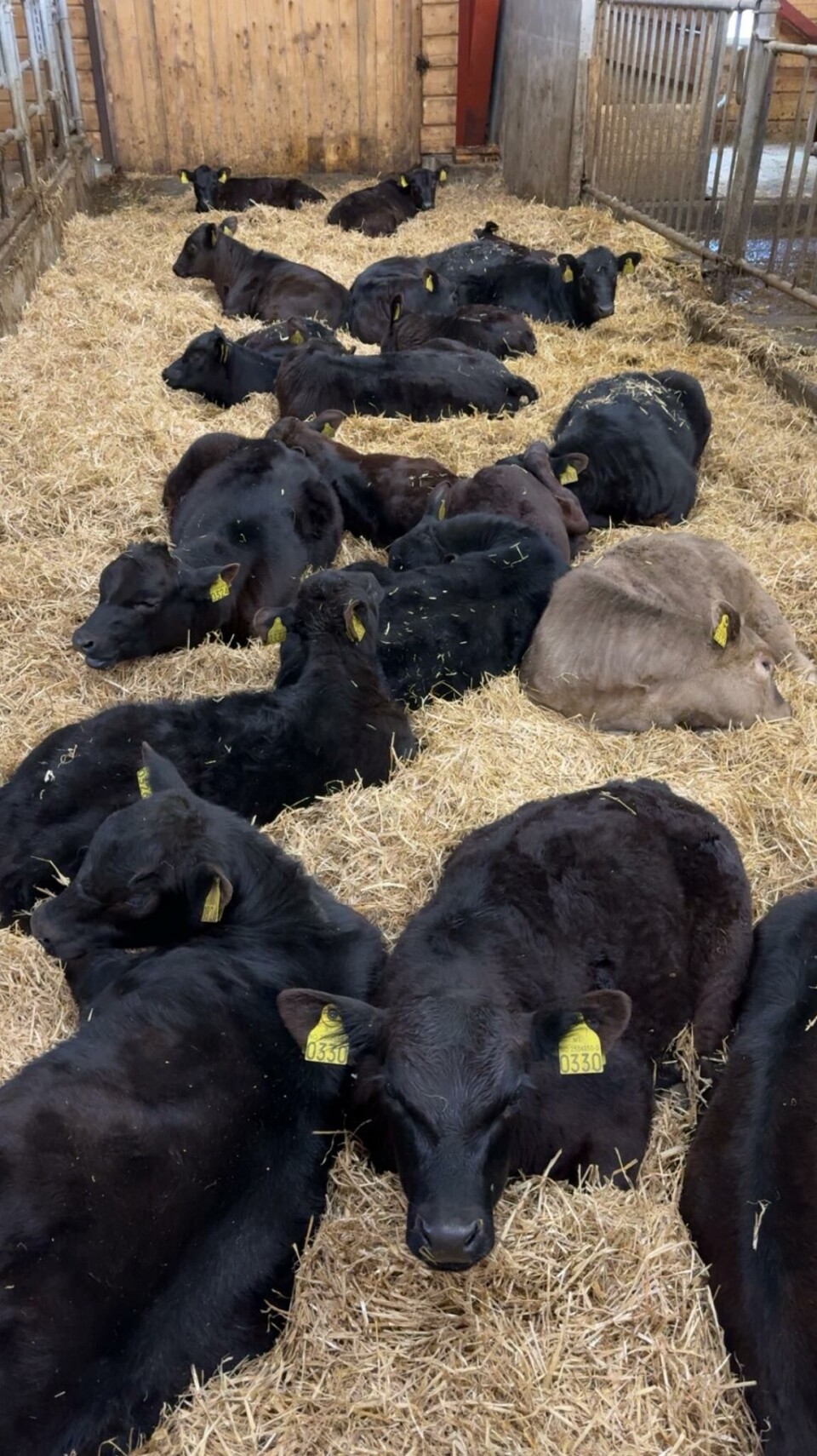 Kalvene koser seg i kalvebingen. De går inn og ut til mødrene sine som de vil. Mange svarte kalver og en grå som ligger og slapper av i halmen.