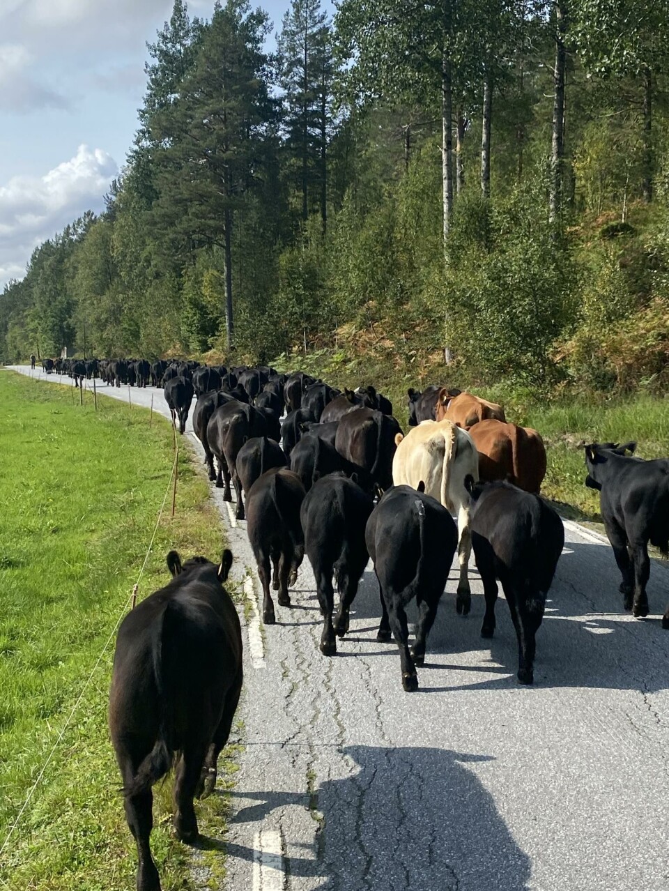 Lang lang rekke hjem fra sommerbeite på fjellet. Dyra går 8 km langs vei hjem til fjøset, og de vet hvor de skal. Svarte kyr så langt øyet ser nedover en asfaltert vei.