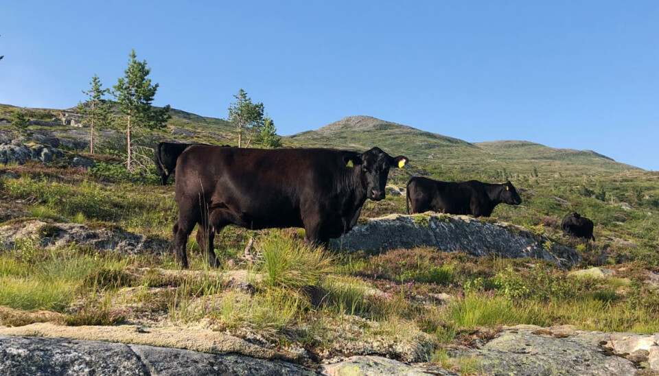 Angus-kyrne er godt tilpasset beiting i fjellet. De spiser det meste og er lett på foten, og tilveksten er god også på fjellbeite. Svarte kyr i fjellet, med lite vegetasjon og en del bergknauser.