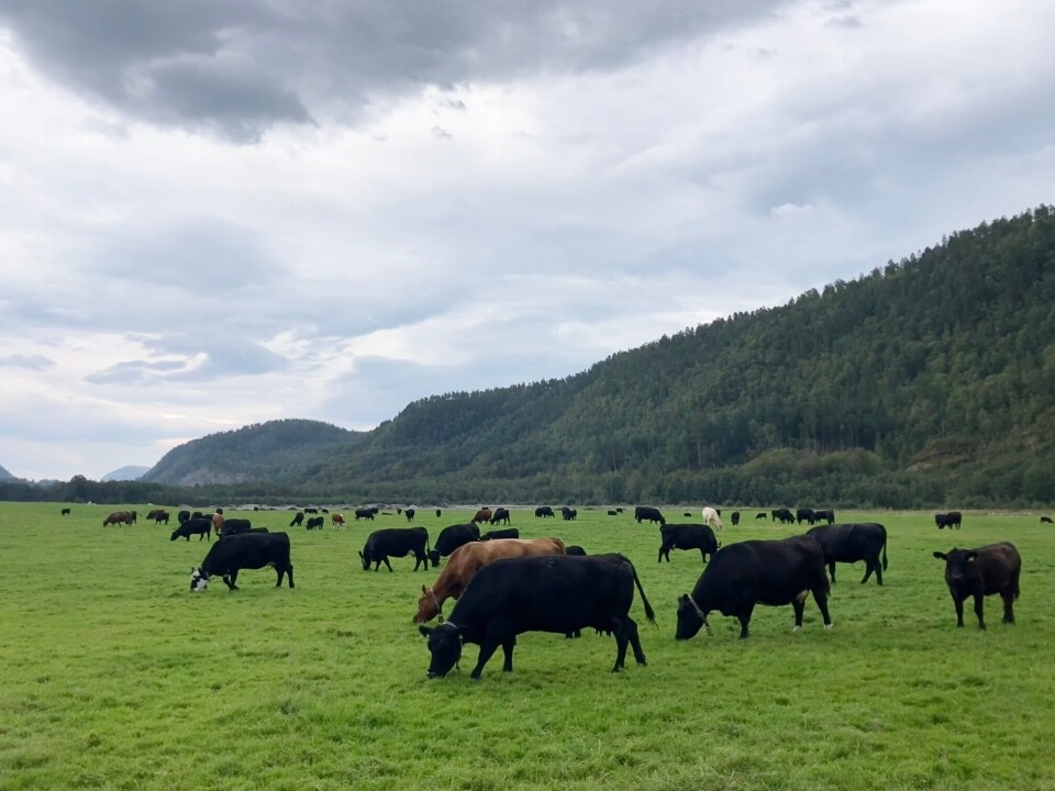 Det store beitet er ryddet frem fra elvegrus og orekratt, og gjødsla fra dyrene tilfører viktig biomasse. Mange svarte dyr på et stort grønt beite.