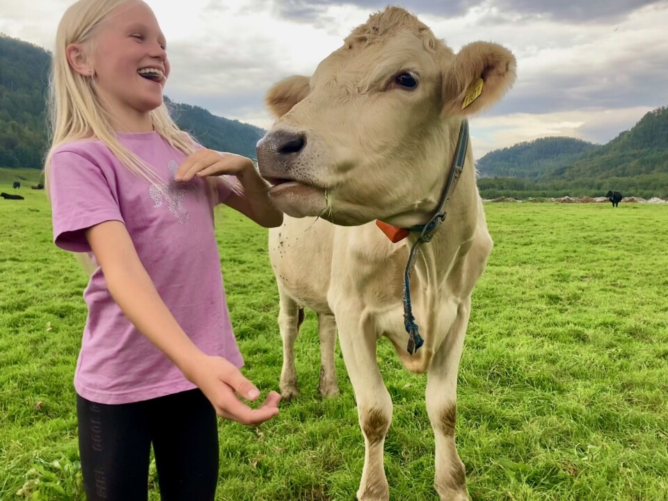 Guro er odelsjente og er ofte med i både fjøs og på fjellet. Her sammen med favorittkua Minnie, som hun selv har vært med på å flaske opp. Jente i rosa skjorte som ler av ei lys og kosete ku.