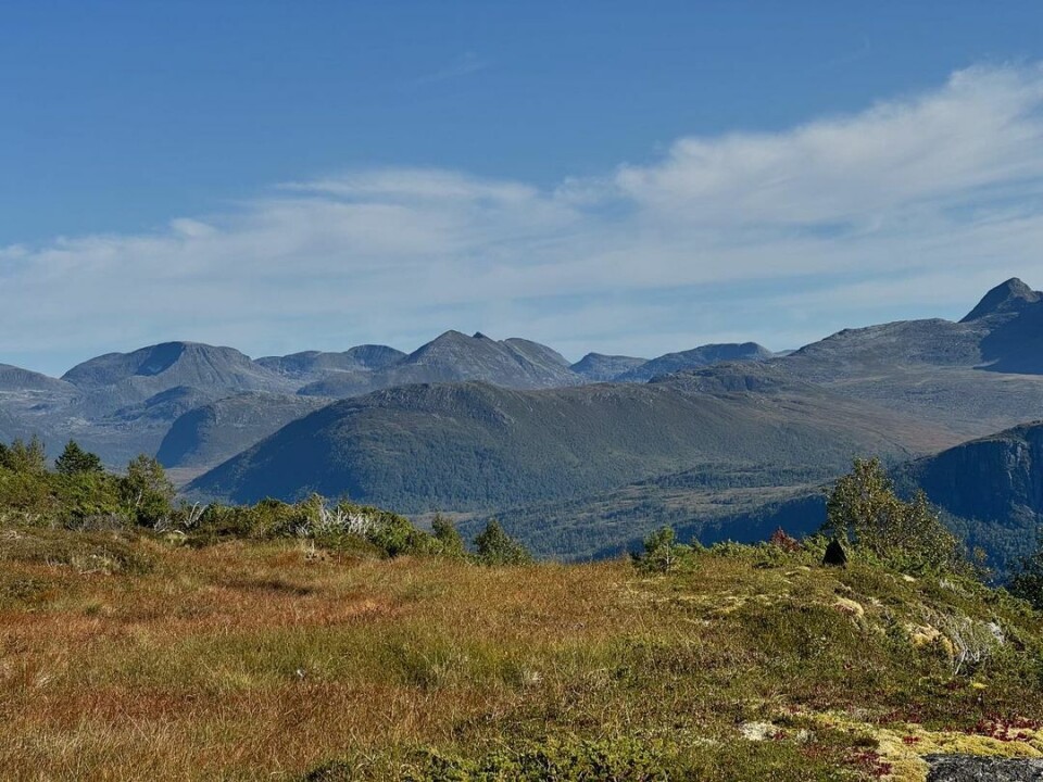 En hilsen fra fjellet med den flotteste rypelyng og tyttebær