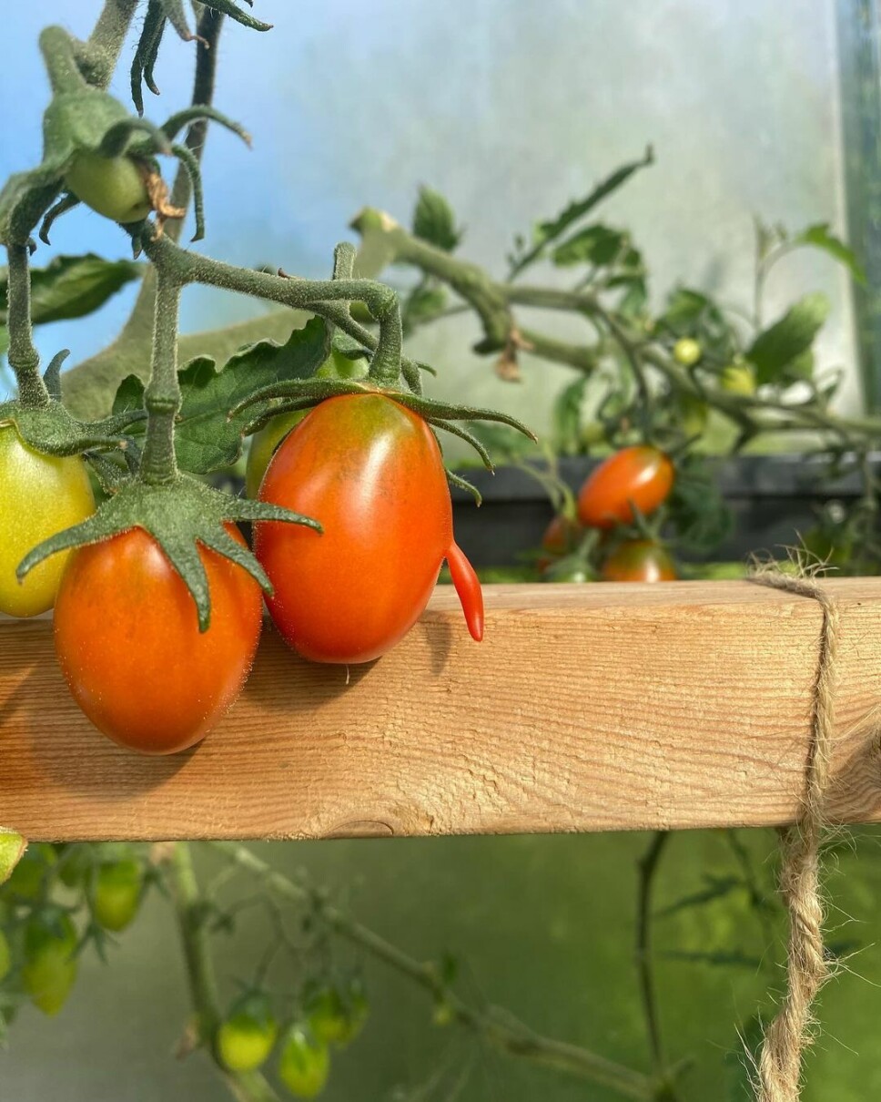 Livet på Sjellen😊 Dagens #tomat En tomatplante.