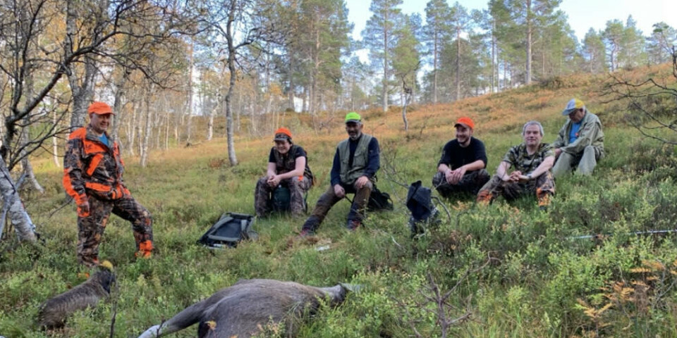Storviltjakt. En elg i forgrunnen som er vommet ut. 5 menn sitter i bakgrunnen