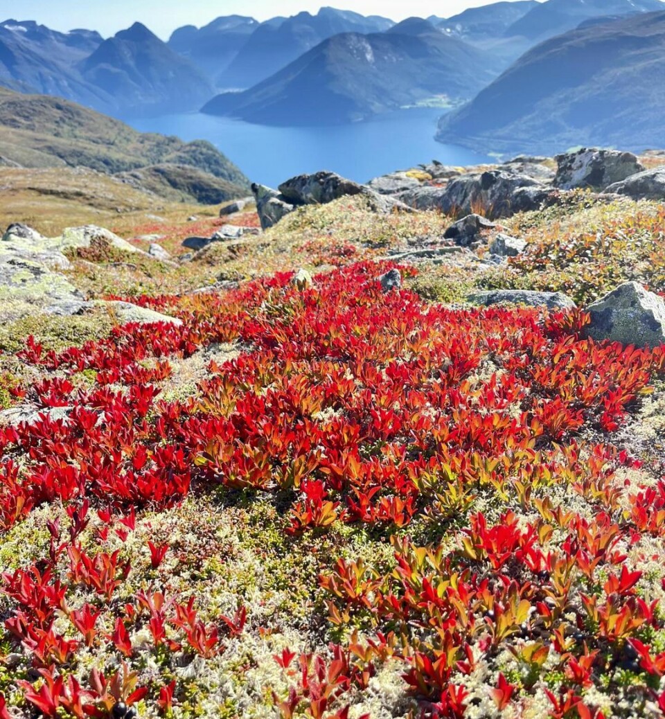 Velkommen september. Røde blader på fjellet