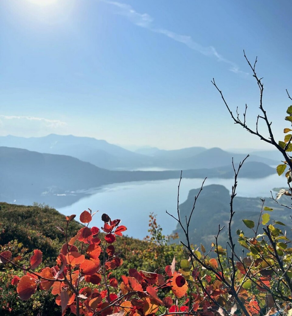 Åsbøsnytå Høstblader i lyngen på et fjell med utsikt over fjorden