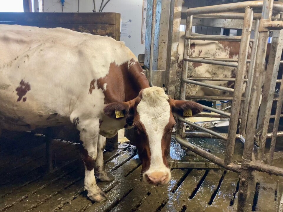 Kyrne står pent og venter på tur inn i roboten. Hvit og brun ku som står og venter på utsiden av grinda til melkeroboten.