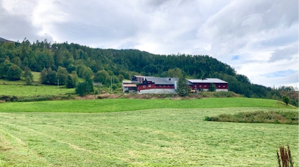 Gården Nestua på Halset ligger på en høyde over Todal sentrum. Gårdsbygninger i skråning med åkrer foran.