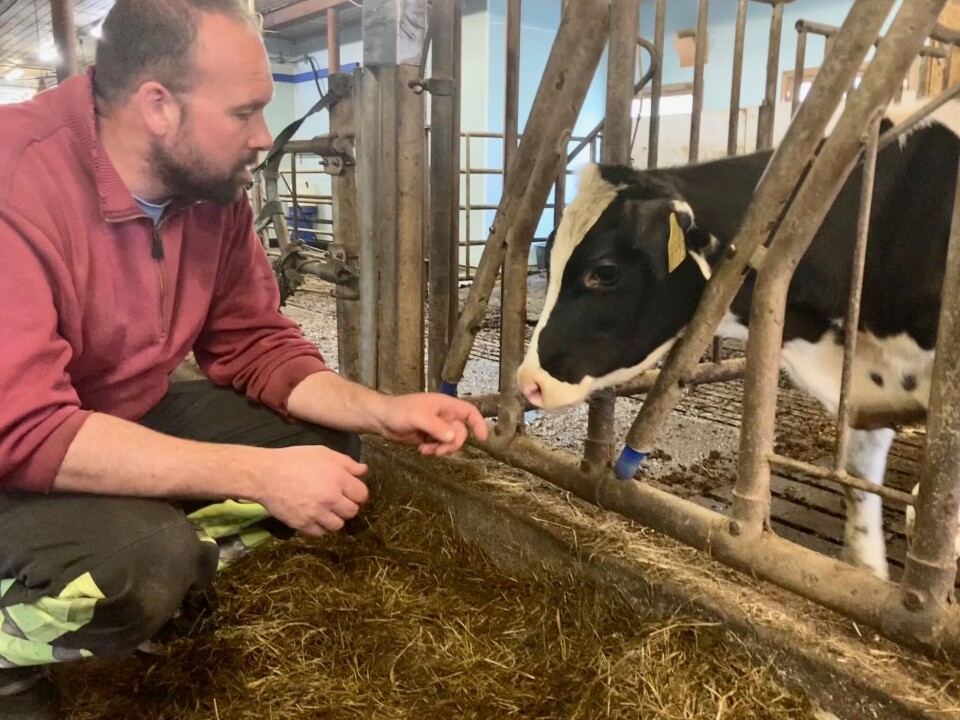 Kalvene har tilgang til både melke- og kraftfôrautomat, og store boltrearealer. Kalv som snuser på bonden.