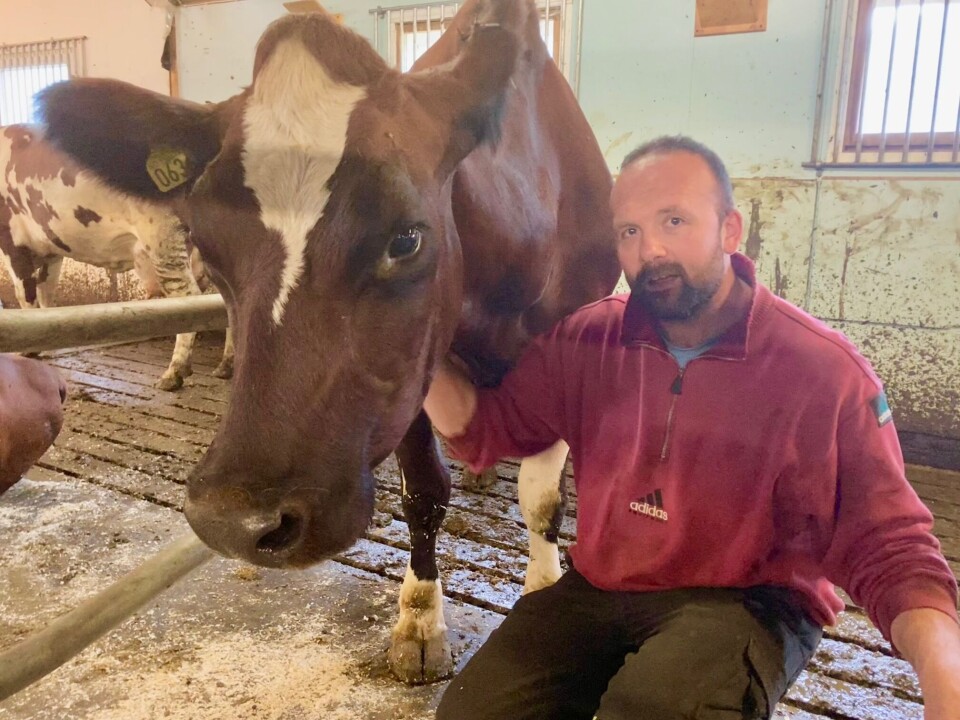 Håvard Halset synes dyra gir rekreasjon i en hektisk hverdag, og han er opptatt av at de skal ha det bra fremfor å produsere mer for enhver pris. Mann som sitter på huk og klapper ei brun ku.