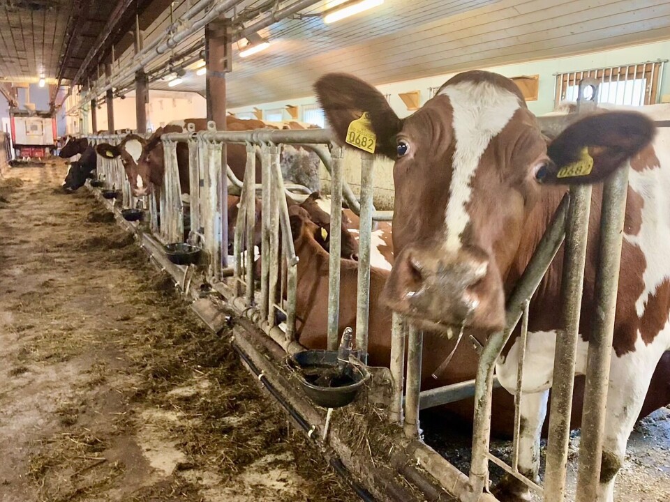 Melkekyrne går løse og har fôrliggebåser i det ombygde fjøset fra 1920. Ku som kikker på fotografen inne i fjøset.