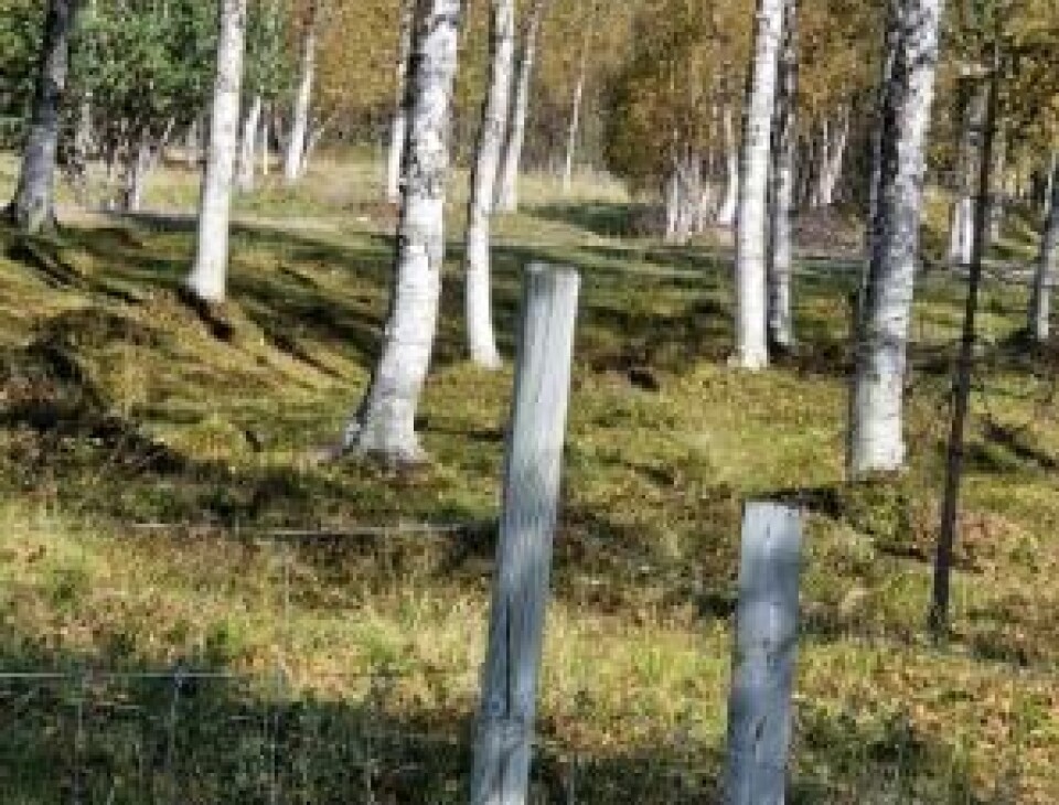 Et gjerde i marka, bjørkeskog.
