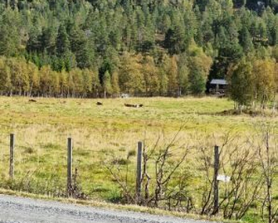 Landskap, et jorde og barskog.