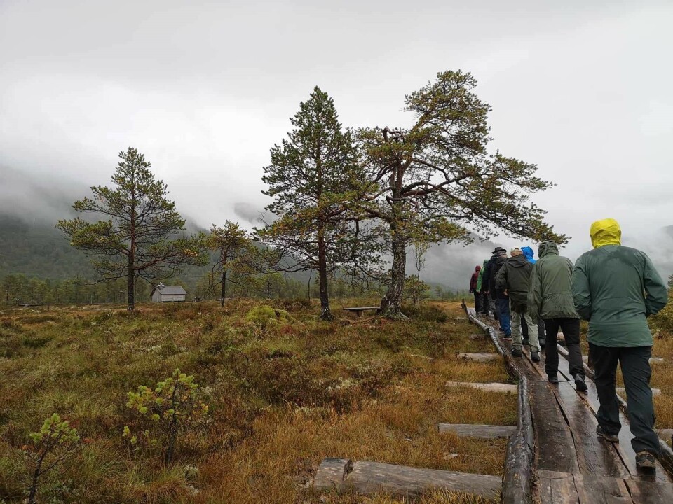 Fjellgruppa på tur på Kavlvegen Turgåere i regntøy på en plankelagt sti i marka.