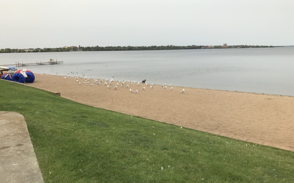 Vi hadde lunsj i Bemidji, som lå like i vannkanten av innsjøen med samme navn (Lake Bemidji). Måsene er for det meste ringnebbmåser, men det er en præriemåse blant dem, og en enslig kanadagås. Det var mange kanadagjess å se her, men de er utenfor bildet. Mange måker på ei strand.