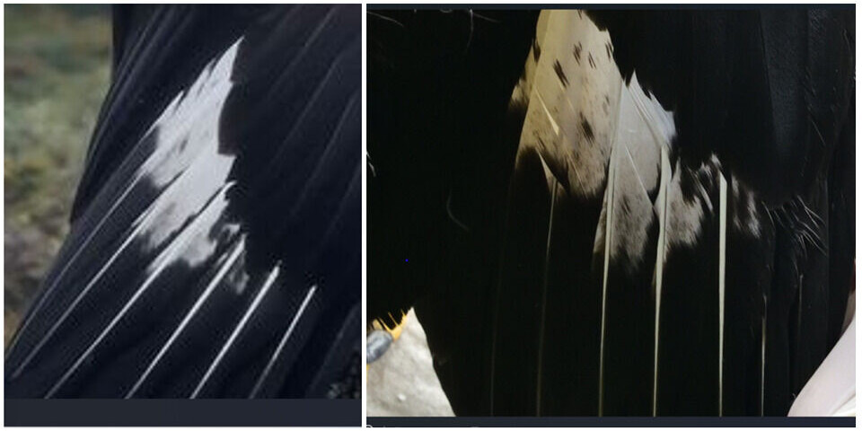 Bildeutsnitt av vingen fra bilde tatt på Tyin (til venstre) og vinge på død ørn avlivet Svorkmo (til høyre). To utsnitt av vingen på en kongeørn.
