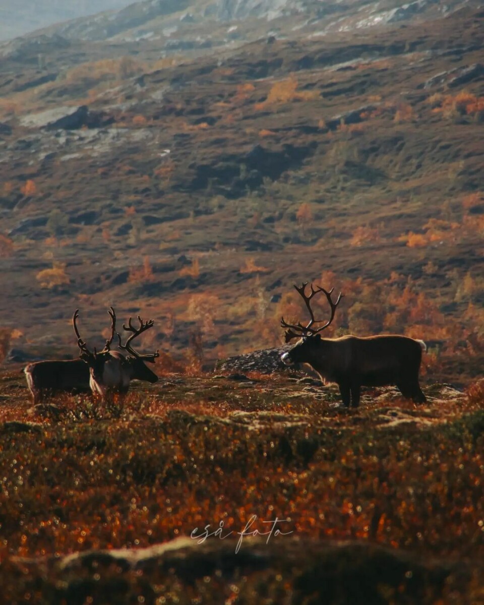 Morsomt å se rein i fjellet🤎🍂⛰️ Resdalen. Tre reinsdyr på fjellet.