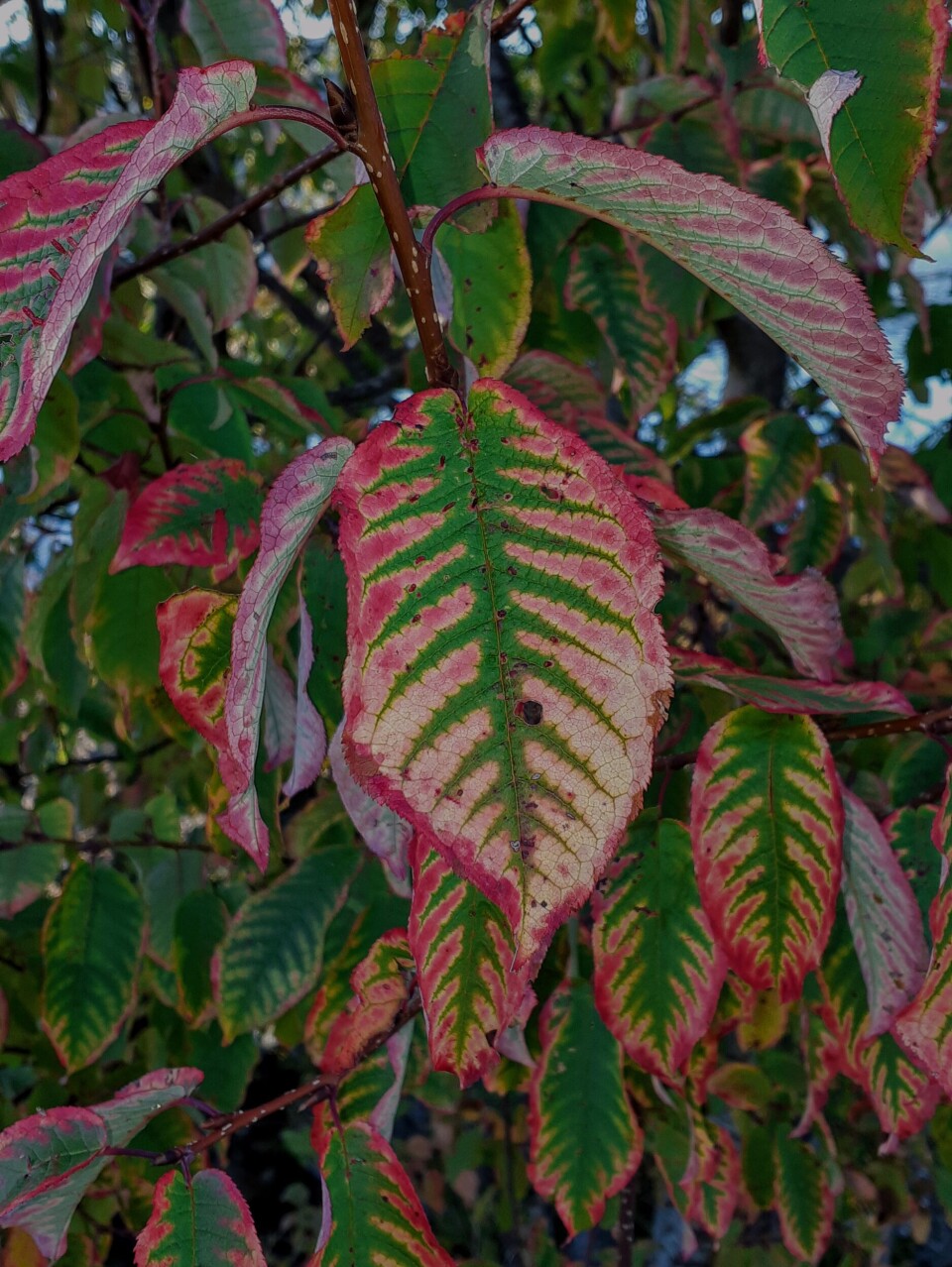 Stavgang til Årnestrøa Et høstblad