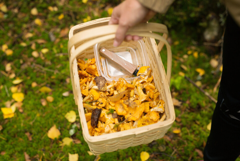 Kantarellen er en fin sopp å begynne med hvis du vil plukke sopp. Den har en forvekslingsart som smaker vondt, men ikke er giftig. Du skiller dem ved at kantarellen har ribber og den andre har skiver. En soppkurv med kanatreller.