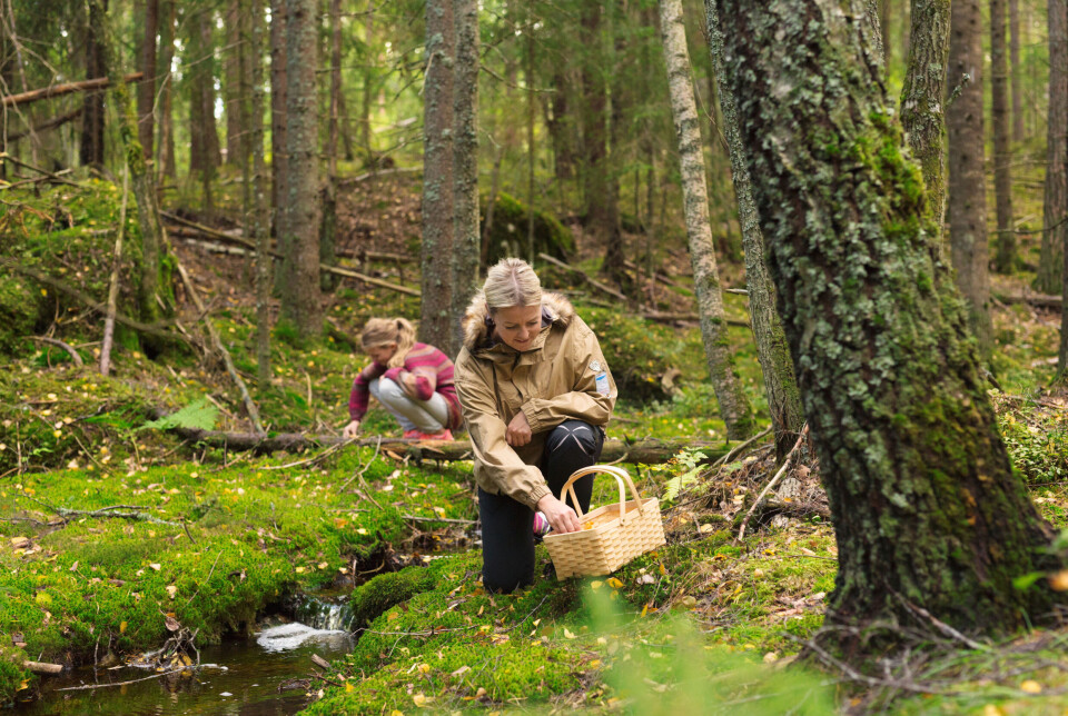For deg som er på jakt etter matsopp er det et godt tips å lete i eldre skog med flere typer trær. Se også etter skogsområder med mye mose og lite bærlyng. To personer med soppkurver i skogen.