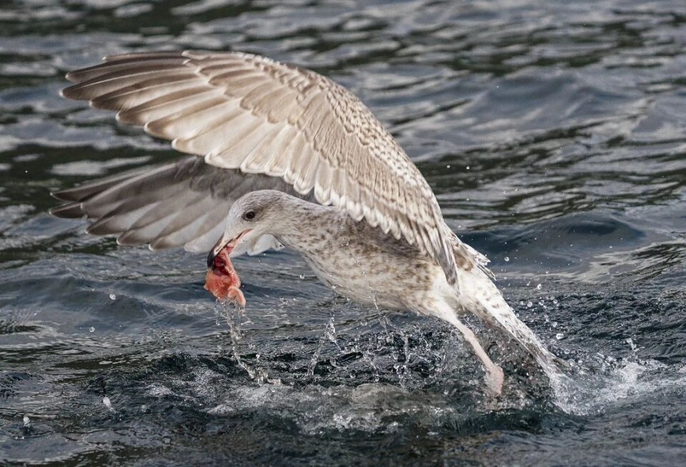 Det er viktig at måkene får sin andel av fangsten 😃 En måke som plukker opp en fiskebit fra vannet.