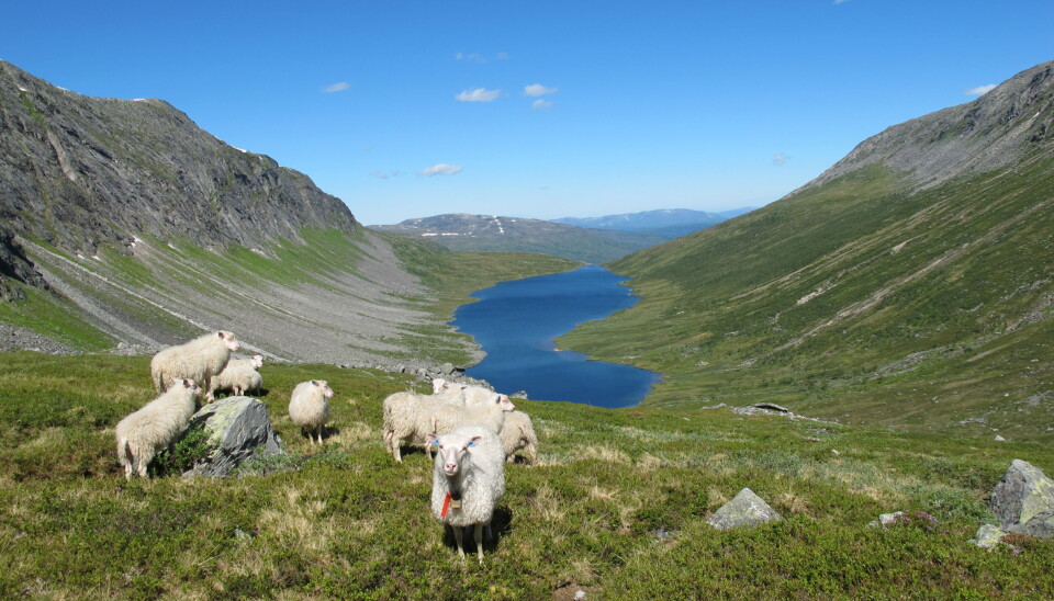 Arkivfoto fra Tælet i Vassdalen. Sau på toppen av en dal med fjorden i bakgrunnen