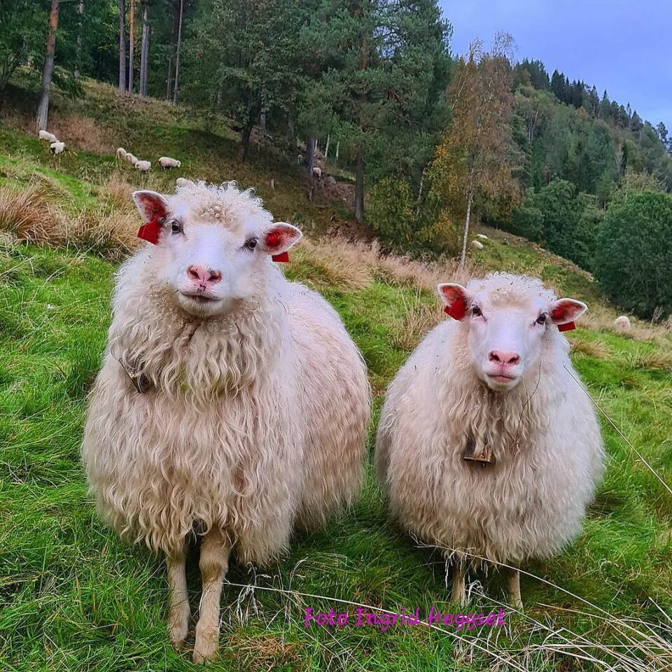 Her er søstrene Vesla og Heggfru oppstilt for fotografering oppi Moatrøa. To sauer står på gresset