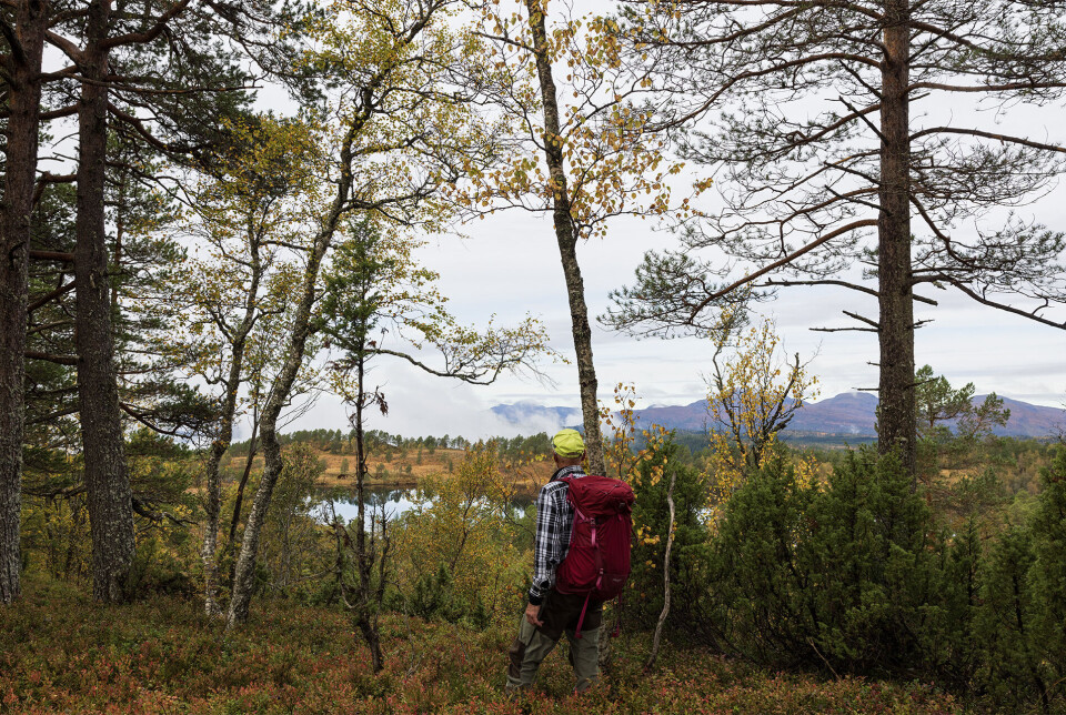 Ser ned på Damvatnet. En mann som står og ser ned mot et vann i marka.