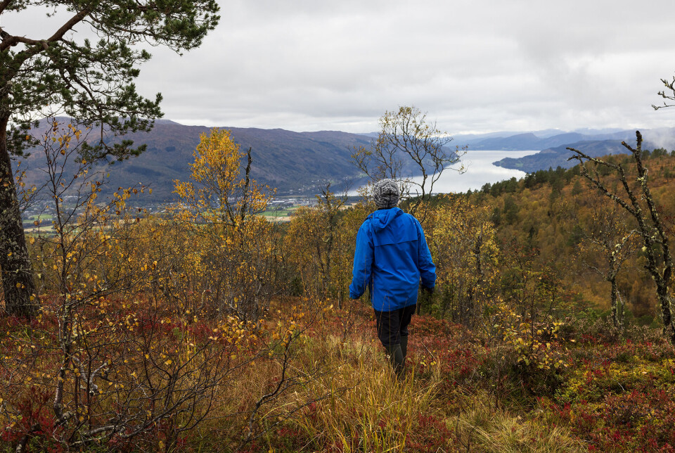Utsikt til nerbøgda og Surnadalsfjorden. Ei dame som går nedover en tursti i marka.