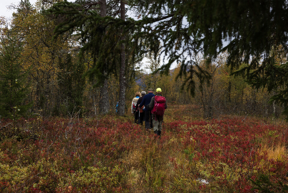 Ned Kroklia i vakre haustfargar. Flere turgåere på rekke og rad på en sti gjennom skogen.