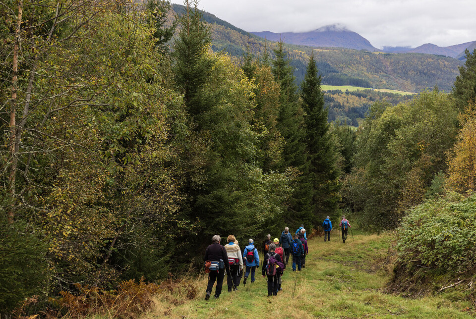 Straks tilbake til startpunktet på Bergheim. Flere turgåere på rekke og rad på en sti gjennom skogen.