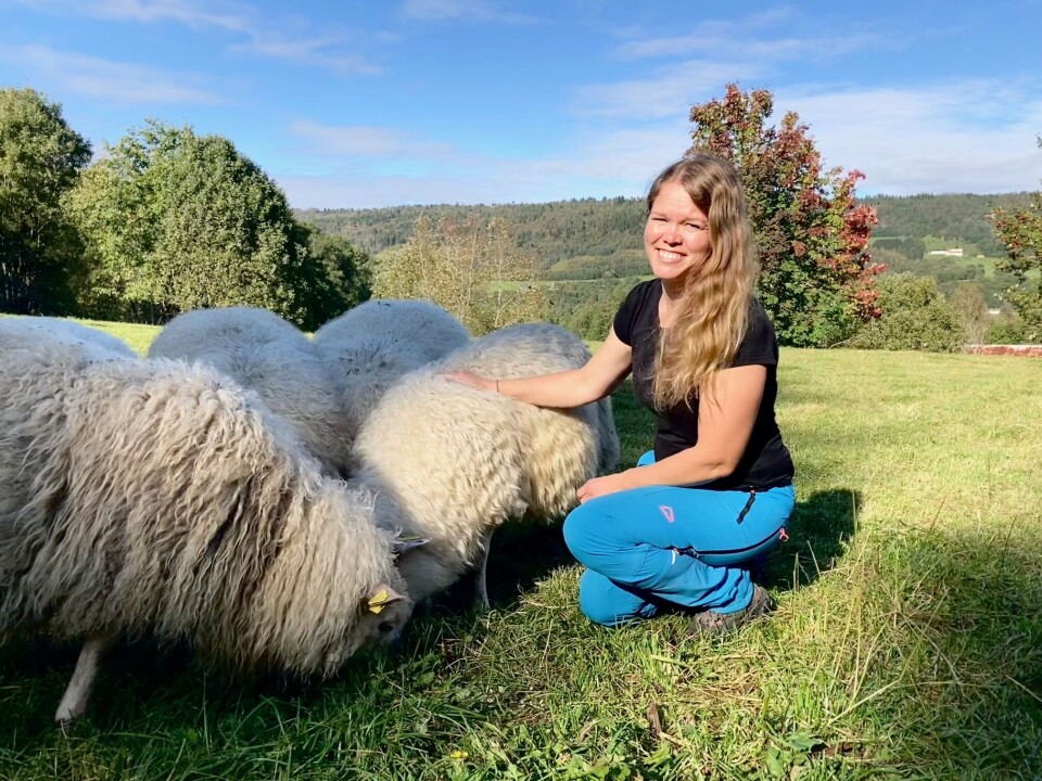 Ingunn Tørset driver med spelsau på Kamslett Gård i Rindal. Nå velger hun å satse på sau, og bygger ny driftsbygning. Dame med langt hår sitter på huk sammen med en saueflokk i høstsola.