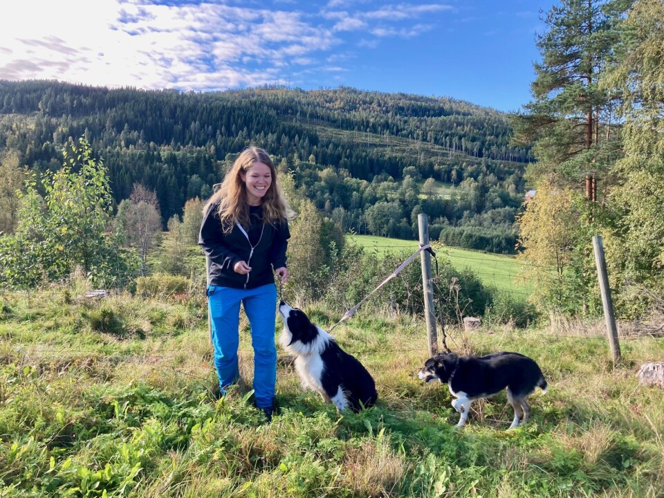 De to gjeterhundene er ivrige når Ingunn tar dem med ut. Bak henne ser vi deler av området de har ryddet for beiting. Dame med to hunder, skog og fjell bak.