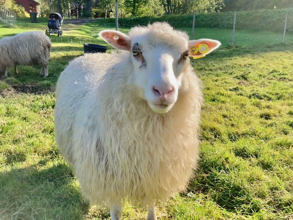 Spelsauen har ekstra lang, fin ull og har gode moregenskaper og lette fødsler. Hvit sau.