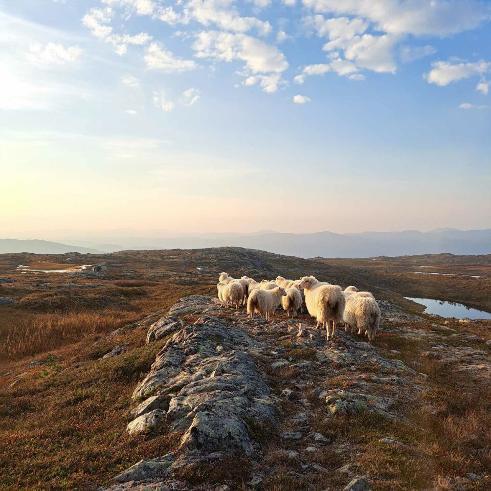 Sauene har det flott på fjellet! Her er de ved Gaukholet, med utsikt mot bygda (Rindal). Sauer i fjellandsskap.