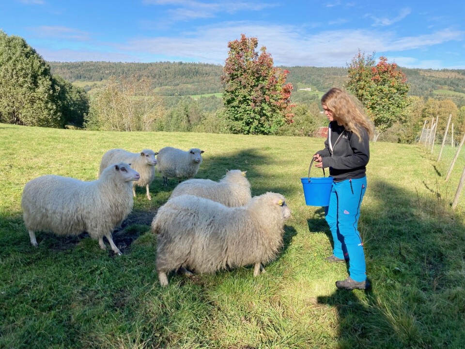 Ingunn Tørset tror ikke en må se på alt som arbeid om en skal drive med sau i dag. - En får så mye igjen for kontakten med dyr og natur, sier hun. Dame som fôrer sau med ei blå bøtte.